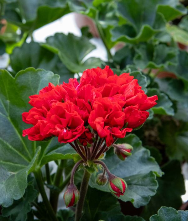 Tulppaanipelargoni