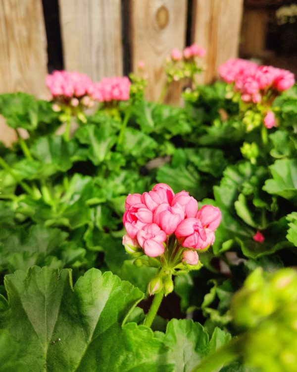 pinkki pelargoni