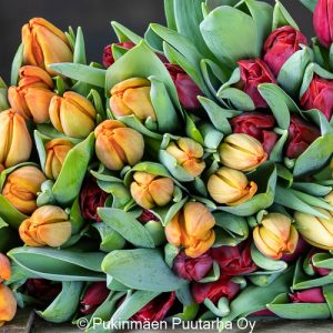 Tulppaanit