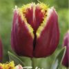 tulppaanin sipulit