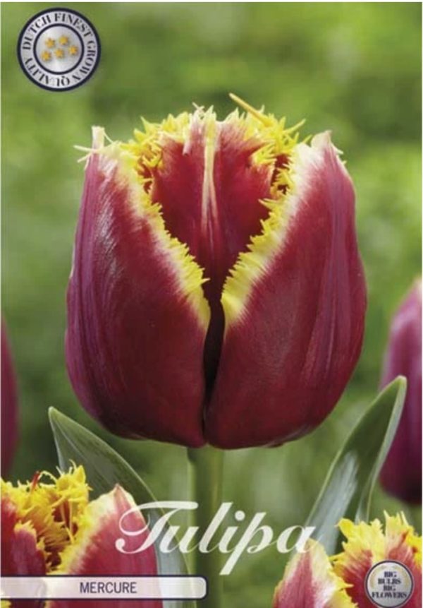 tulppaanin sipulit