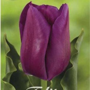 tulppaanin sipulit
