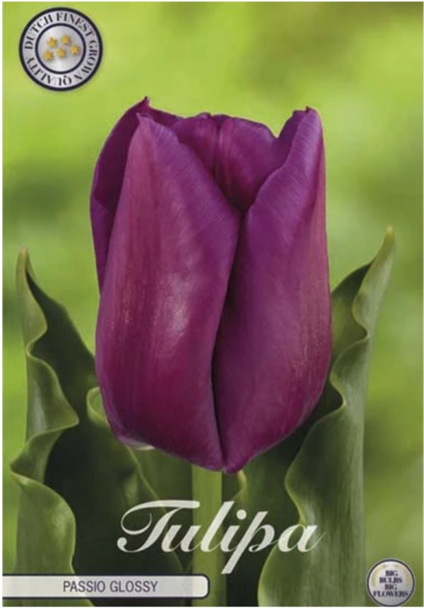 tulppaanin sipulit