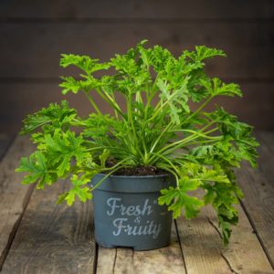 Tuoksupelargoni