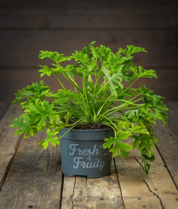 Tuoksupelargoni