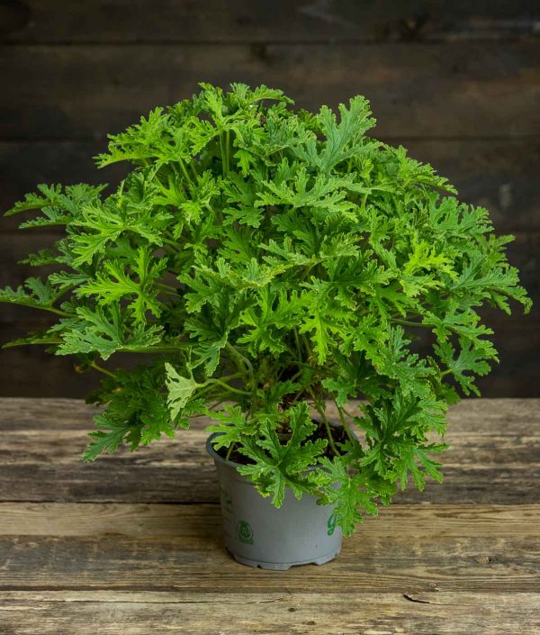Tuoksupelargoni Lemon Fresh