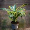 dracaena