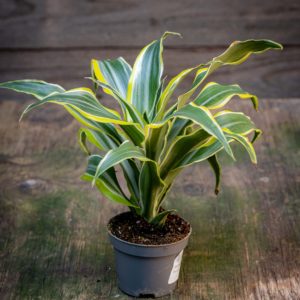 dracaena