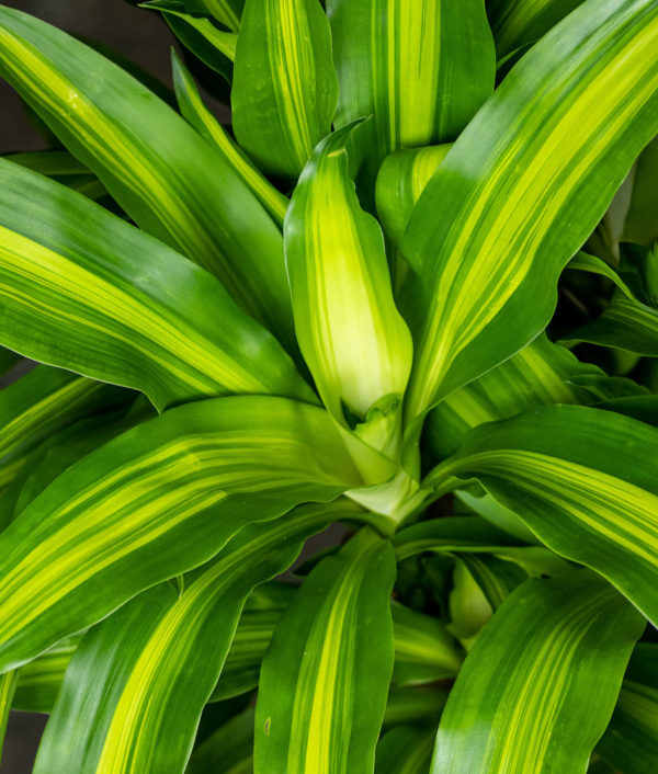 Tuoksutraakkipuu Cintho Lemon