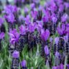 Lähikuva kukkivasta violetista tupsulaventelista.