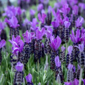 Lähikuva kukkivasta violetista tupsulaventelista.