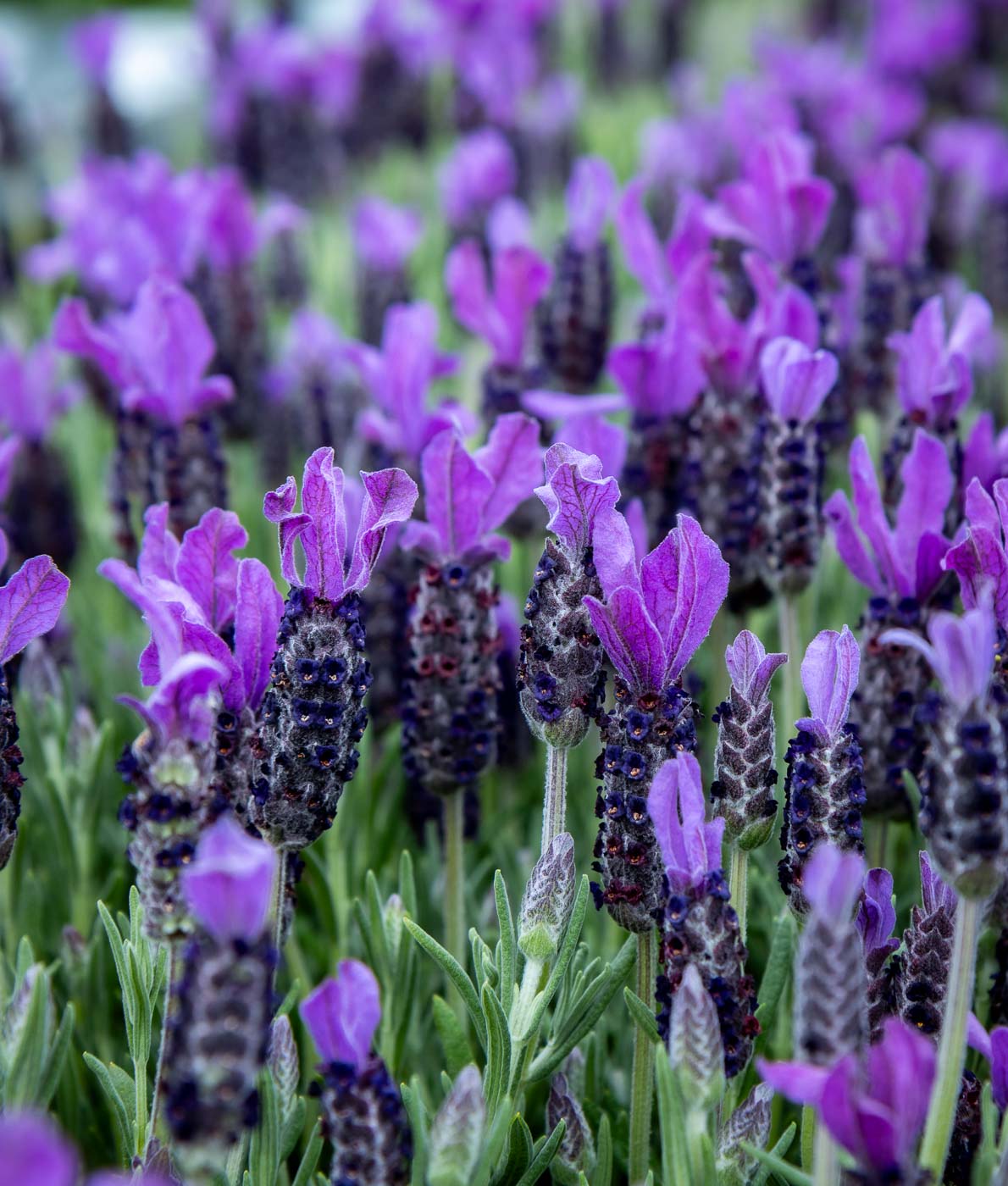 Lähikuva kukkivasta violetista tupsulaventelista.