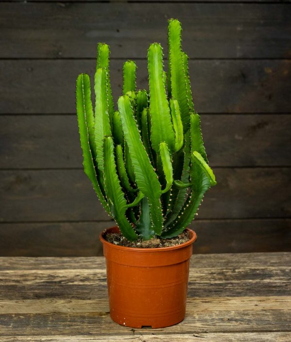 Tyräkki Triangularis