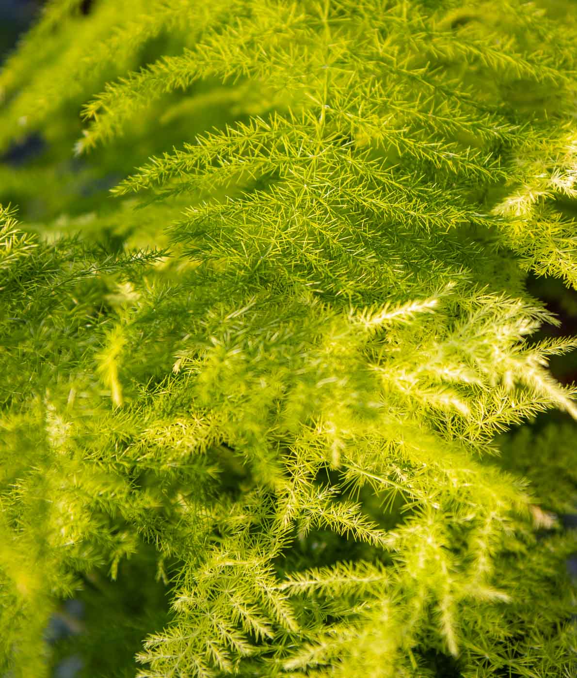Asparagus Setaceus