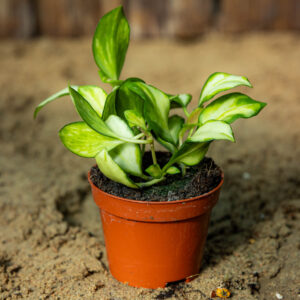 Uurnaposliinikukka Variegata
