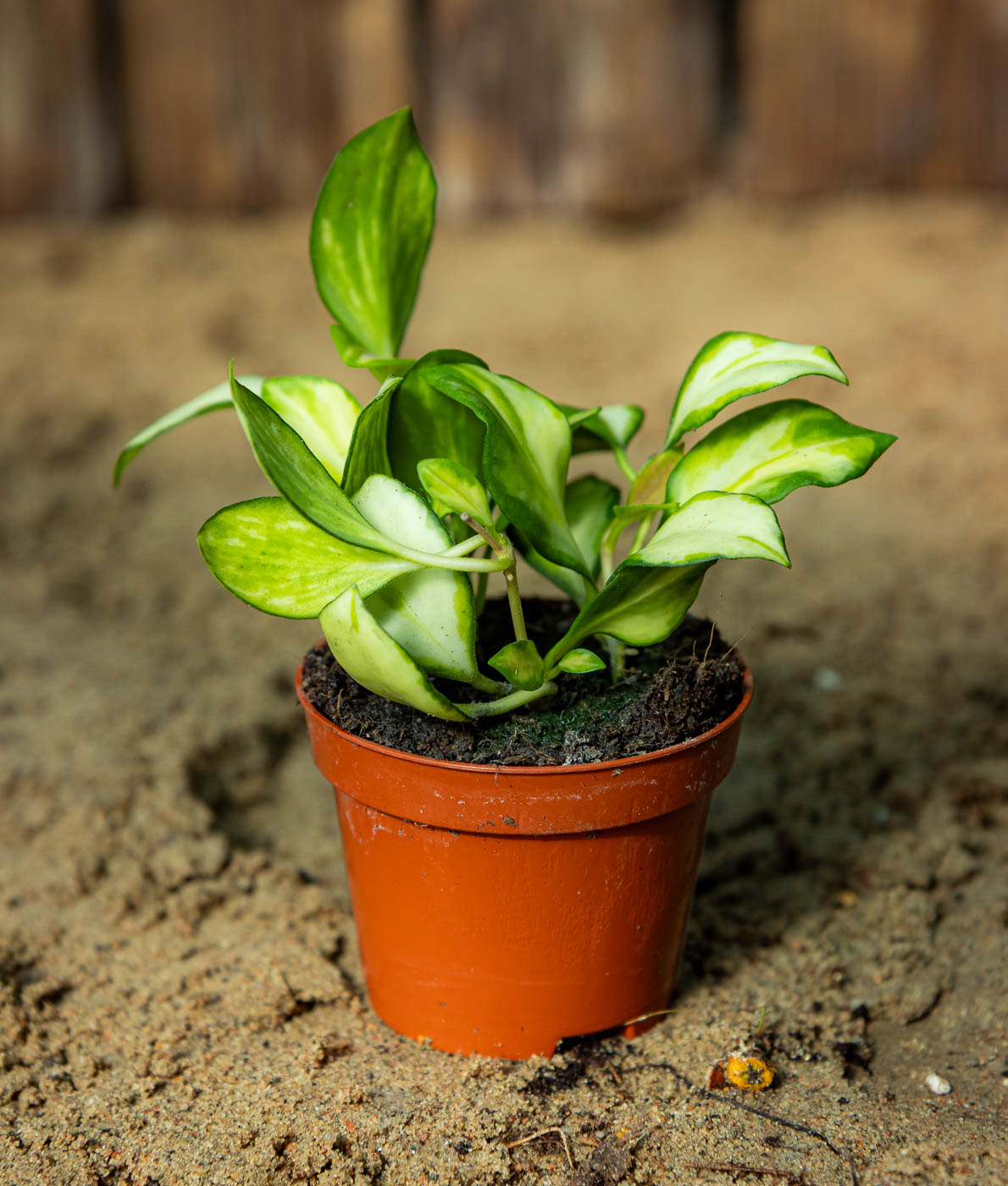 Uurnaposliinikukka Variegata