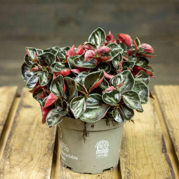 Uurremuori Columbiana