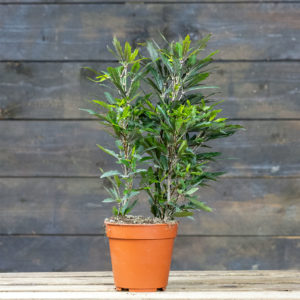 valearalia ruukussa