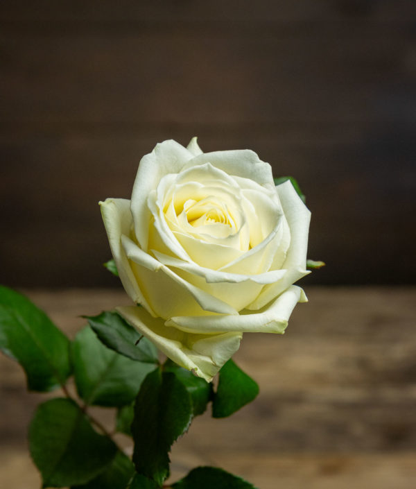 Valkoinen ruusu leikko