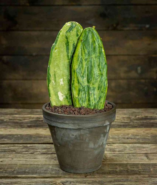 valkokiviollinen väriopuntia