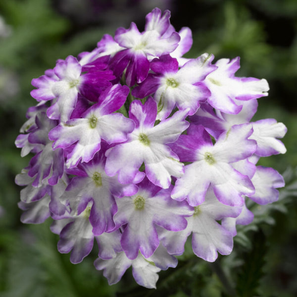 Verbena Lanai Twister Blue℗ Pikkutaimi
