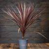 cordyline