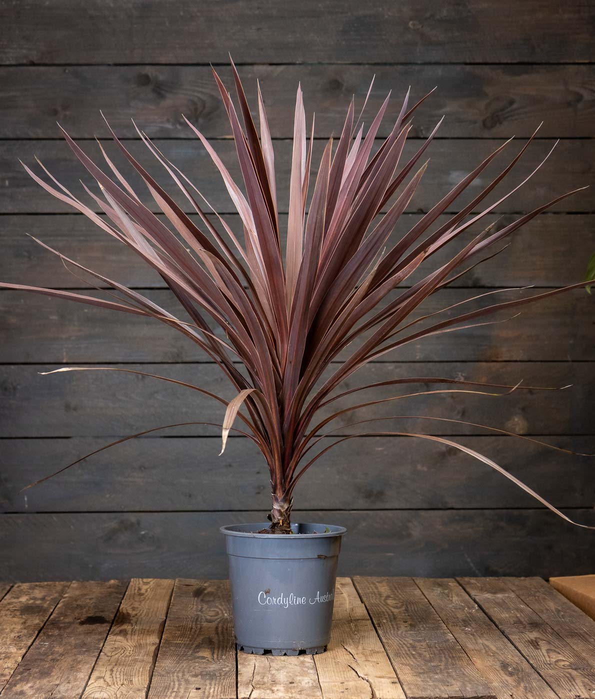 cordyline