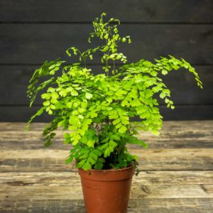 Viheradiantumi Fragrans ruukussa