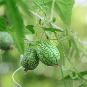 Melothria scabra