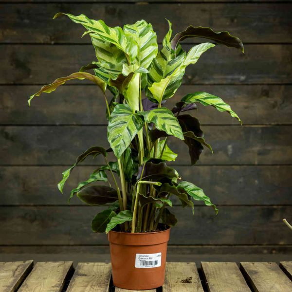 Viirumaija Greenstar