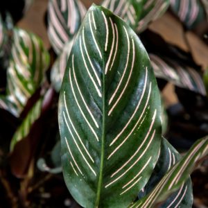 Alternative view of Viirumaija Sanderiana