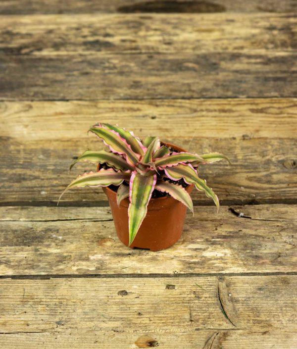 Viirupiilokukka Pink Starlight