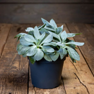 Hopeanvihreä Villakko Mountain Fire -mehikasvi mustassa ruukussa puualustalla.