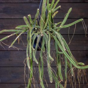 Yönkuningatar kaktus