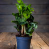 Zamioculcas