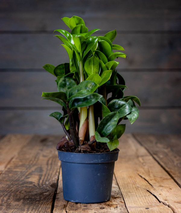Zamioculcas