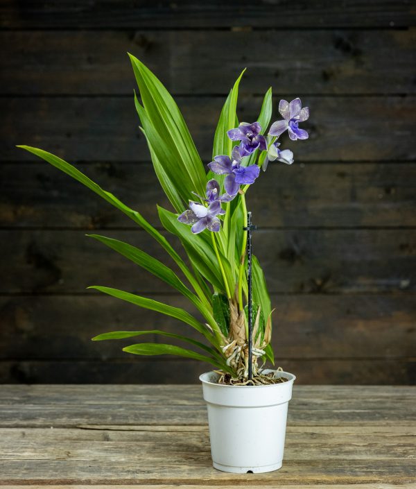 Zygopetalum-Orkidea