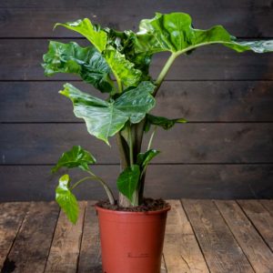 alokasia