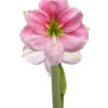 vaaleanpunainen amaryllis