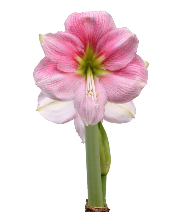 vaaleanpunainen amaryllis