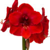 punainen amaryllis