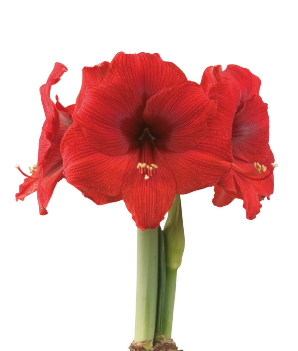 punainen amaryllis