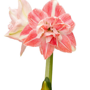 kaksivärinen amaryllis