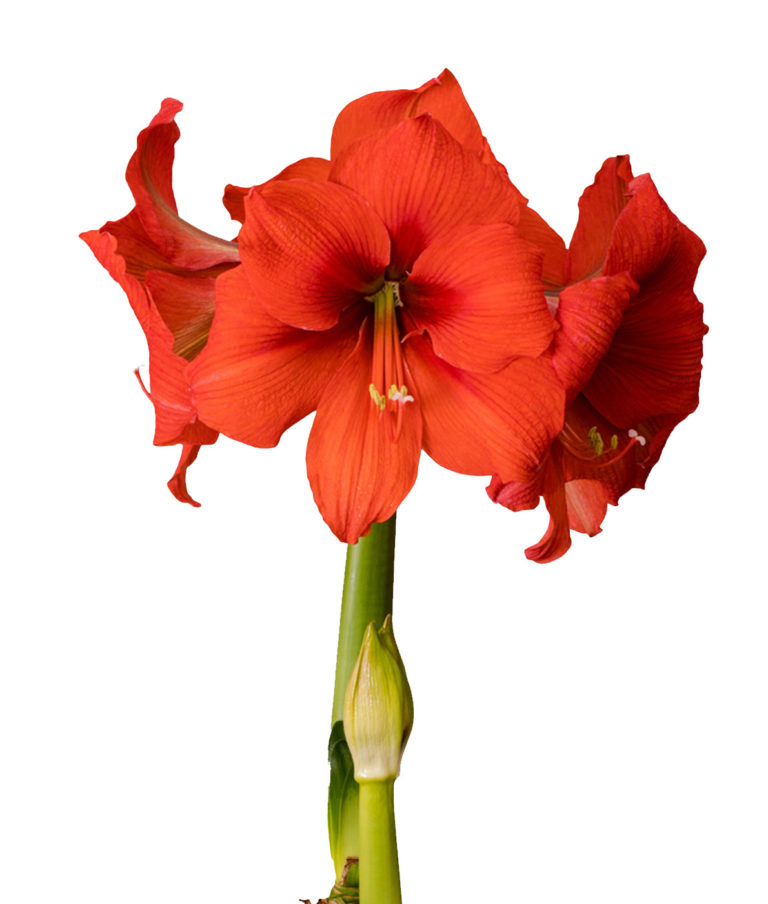 Amaryllis Perenne Resistente Al Freddo – Bulbo Singolo, Fioritura Garantita, Perfetta Per Davanzale O Serra