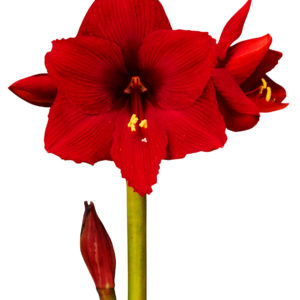 tumman punainen amaryllis