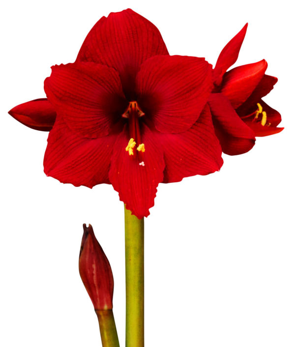 tumman punainen amaryllis