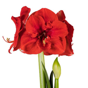 iso punakukkainen amaryllis