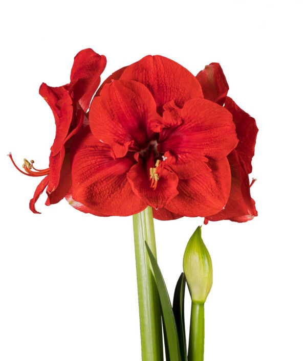 iso punakukkainen amaryllis