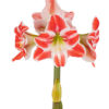 kaksivärinen amaryllis