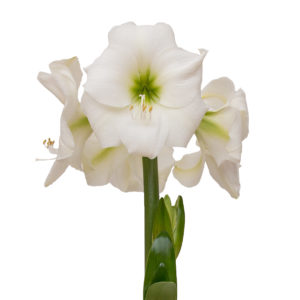 amaryllis valkoinen